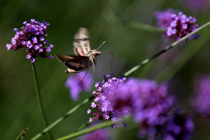 Hummingbird Clearwing, White-lined Sphinx moth feeds on a Verbena bonariensis at the Rodale Institute on Tuesday afternoon. RNP Last Look Photo by Natalie Kolb 9/15/2015