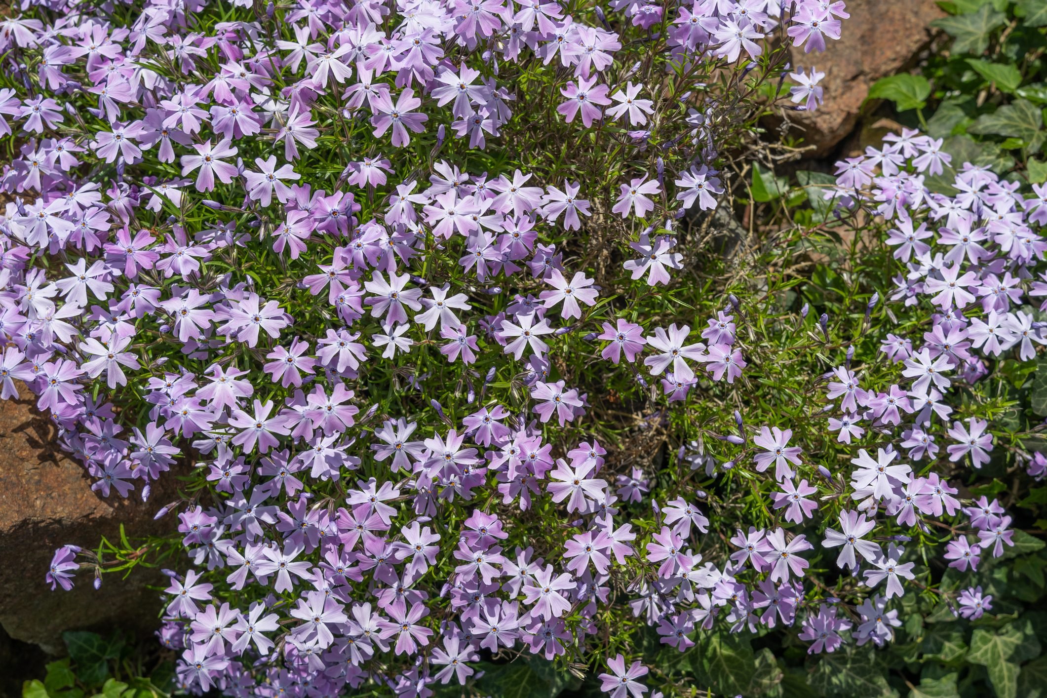  5 Flowering Drought-Tolerant Ground Cover Plants