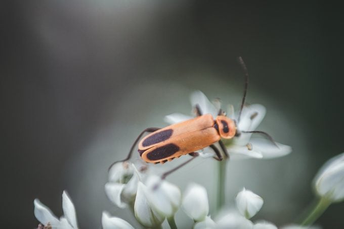 Soldier beetle on white flowers