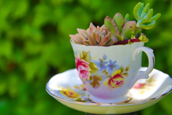 Succulents in a teacup