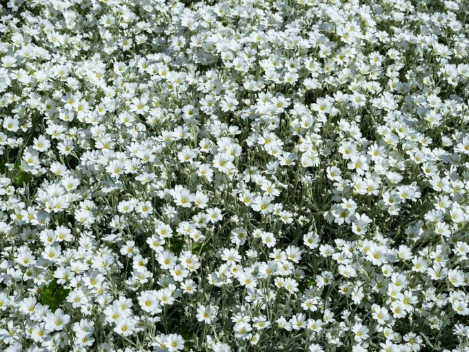 White snow in summer flowers seen from above