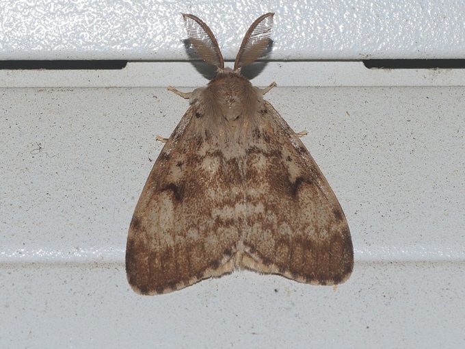 Spongy Moth (Lymantria dispar)