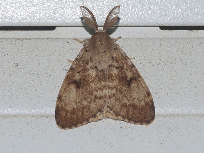 Spongy Moth (Lymantria dispar)