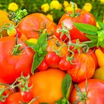 6 Genius Ways to Use Up Extra Tomatoes and Veggies