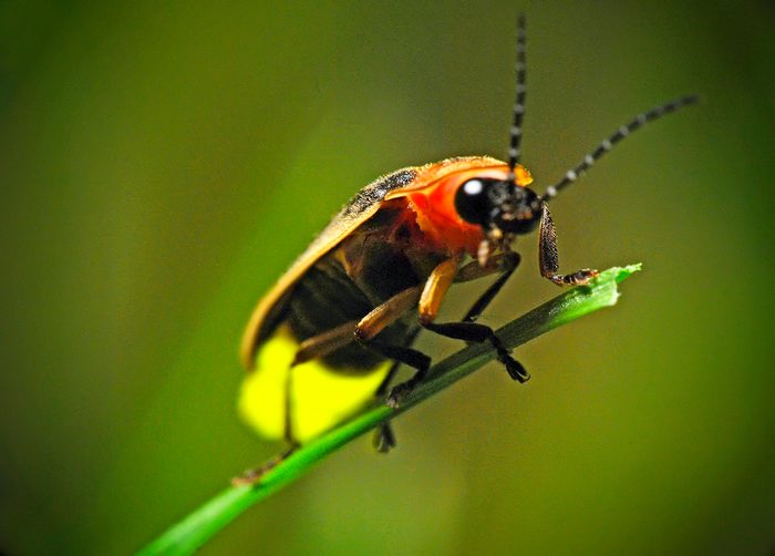 A lightning bug perched on a blade of grass, its abdomen lit in bright yellow light.