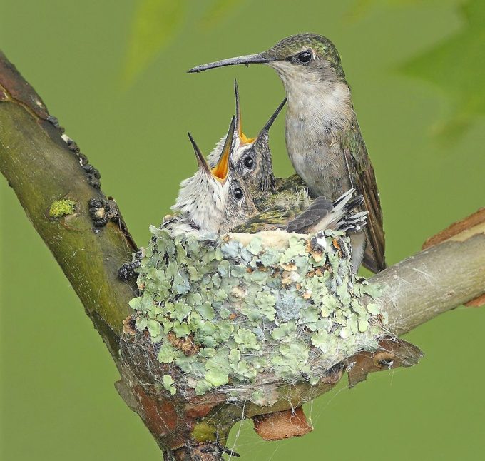 Ruby Throat Hummingbird Nest