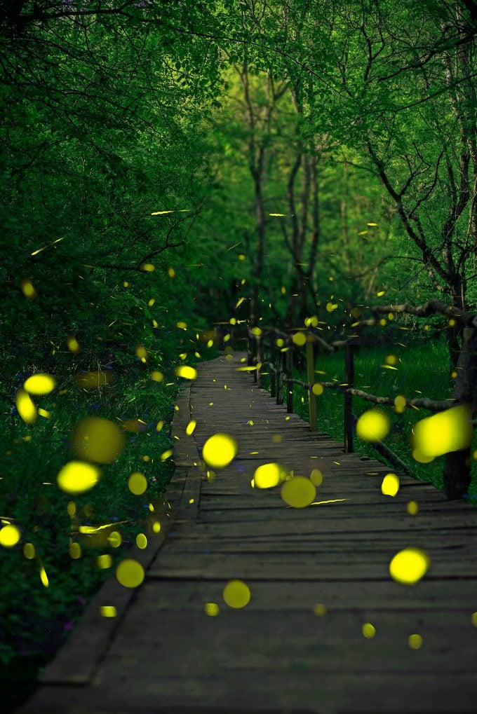 Lightning bugs in a forest