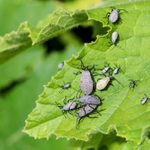 Here’s How To Keep Squash Bugs Out of Your Garden