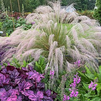 Pink muhly grass, perennial grasses