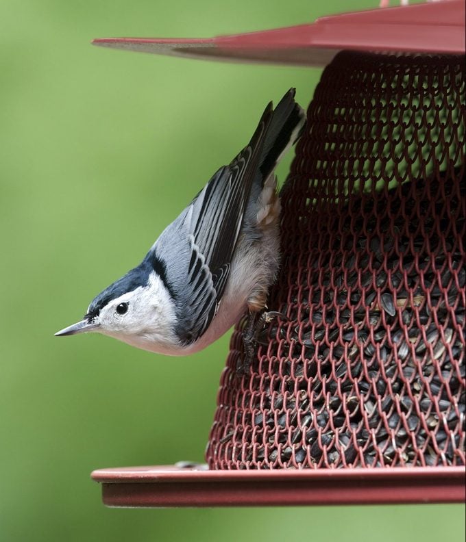 White-breasted nuthatch eating sunflower seeds