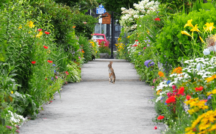 Rabbit looking at flowers