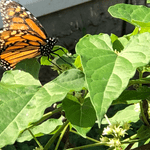Is Honeyvine Milkweed an Invasive Plant?