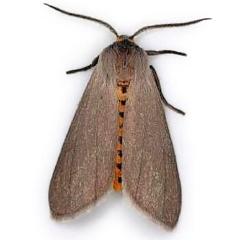 An adult milkweed tussock moth has mostly gray-brown wings with a yellow body with black stripes.