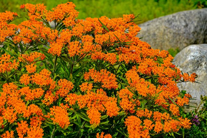 Asclepias Tuberosa Apj16 3, butterfly weed