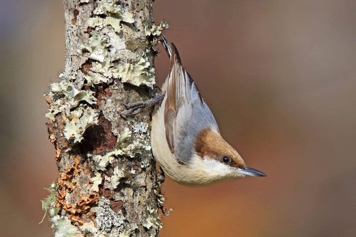 A brown-headed nuthatch perching upside-down on a moss covered tree trunk.