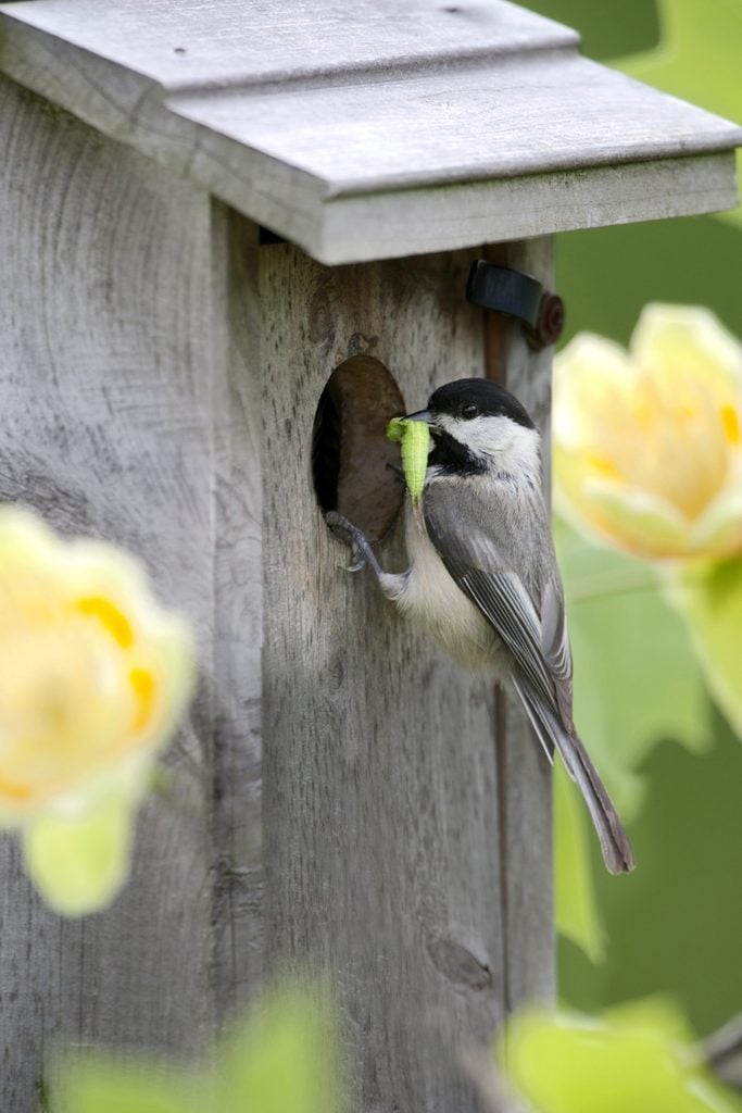 insect eating birds A Carolina chickadee perched outside a wooden birdhouse with a caterpillar in its beak.