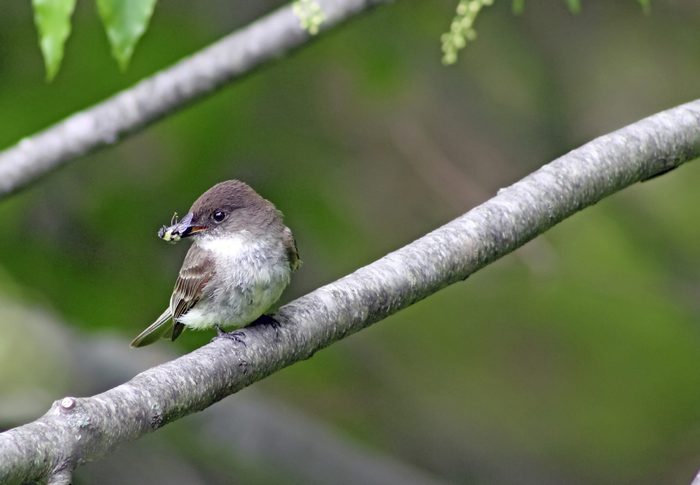 An eastern phoebe perches on a branch with an insect in its mouth.