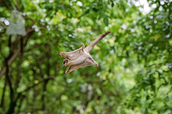 types of squirrels, flying squirrel