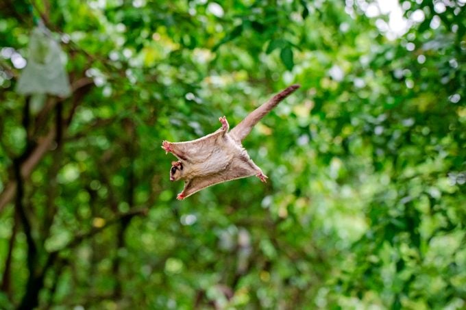 types of squirrels, flying squirrel