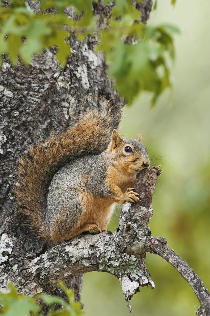 An eastern fox squirrel with orange undersides and orange-brown tail sits in a tree.