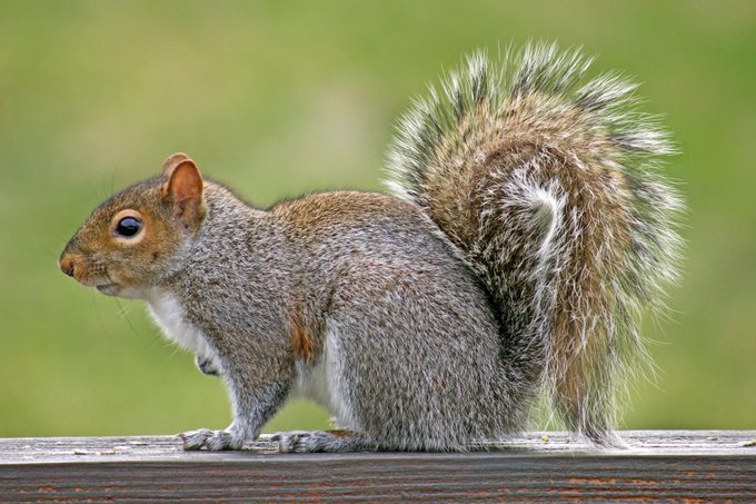 A gray squirrel with a curled, bushy tail sits on a railing.