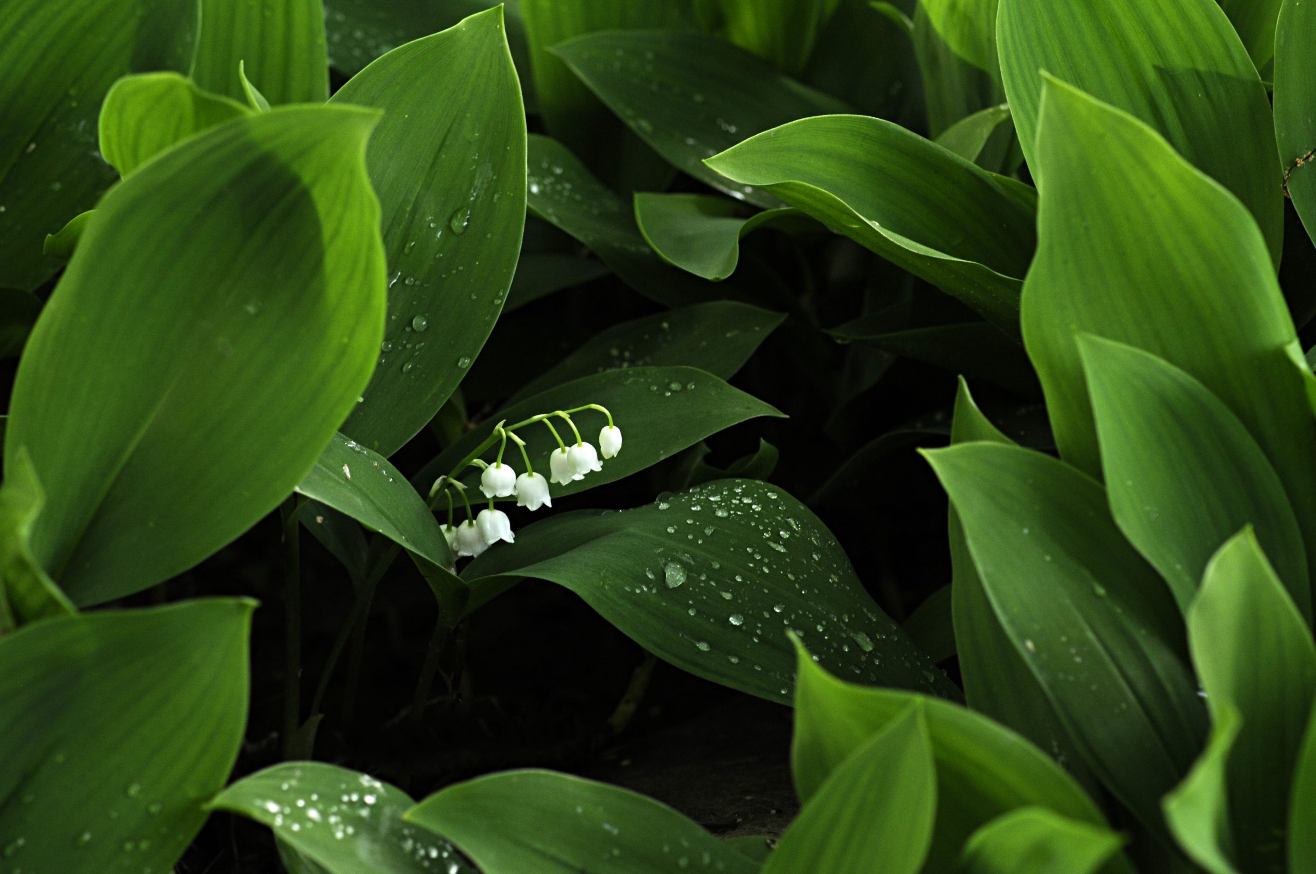  Expert Tips on How to Get Rid of Lily of the Valley
