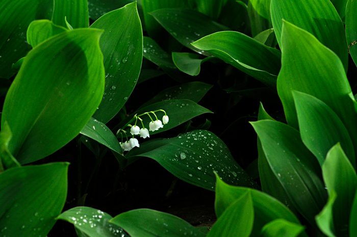 Lily of the Valley Grow and Care Guide - Gardening