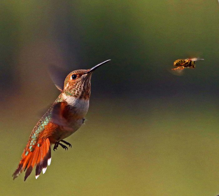 A hummingbird flutters through the air by a wasp.