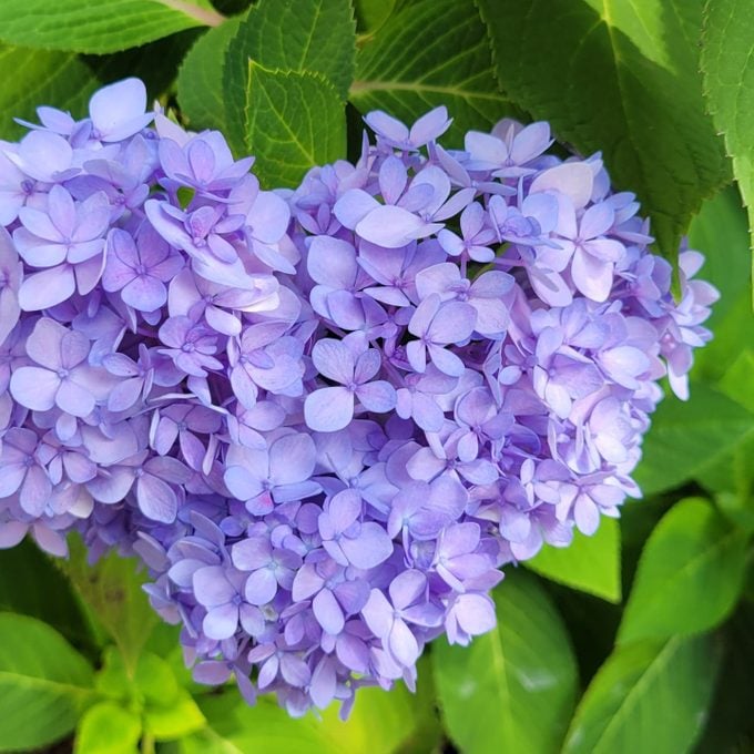 A close-up of a purple hydrangea bloom that's shaped like a flower.