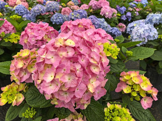 A closeup of Lets Dance Sky View Hydrangea, which features large pink and green flower clusters.