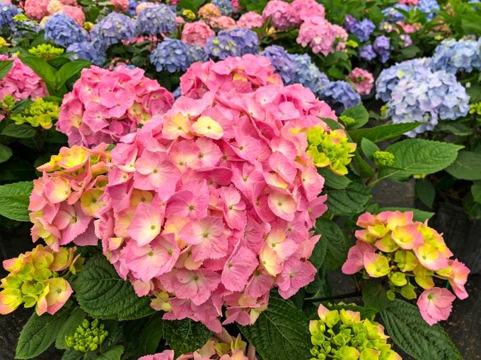A closeup of Lets Dance Sky View Hydrangea, which features large pink and green flower clusters.