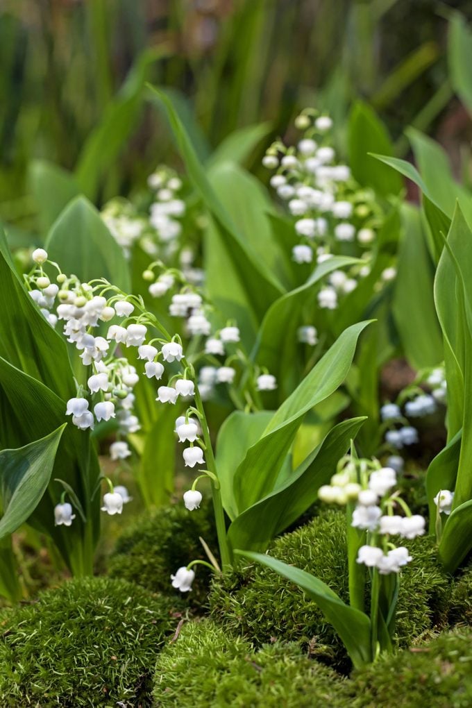 how to get rid of lily of the valley