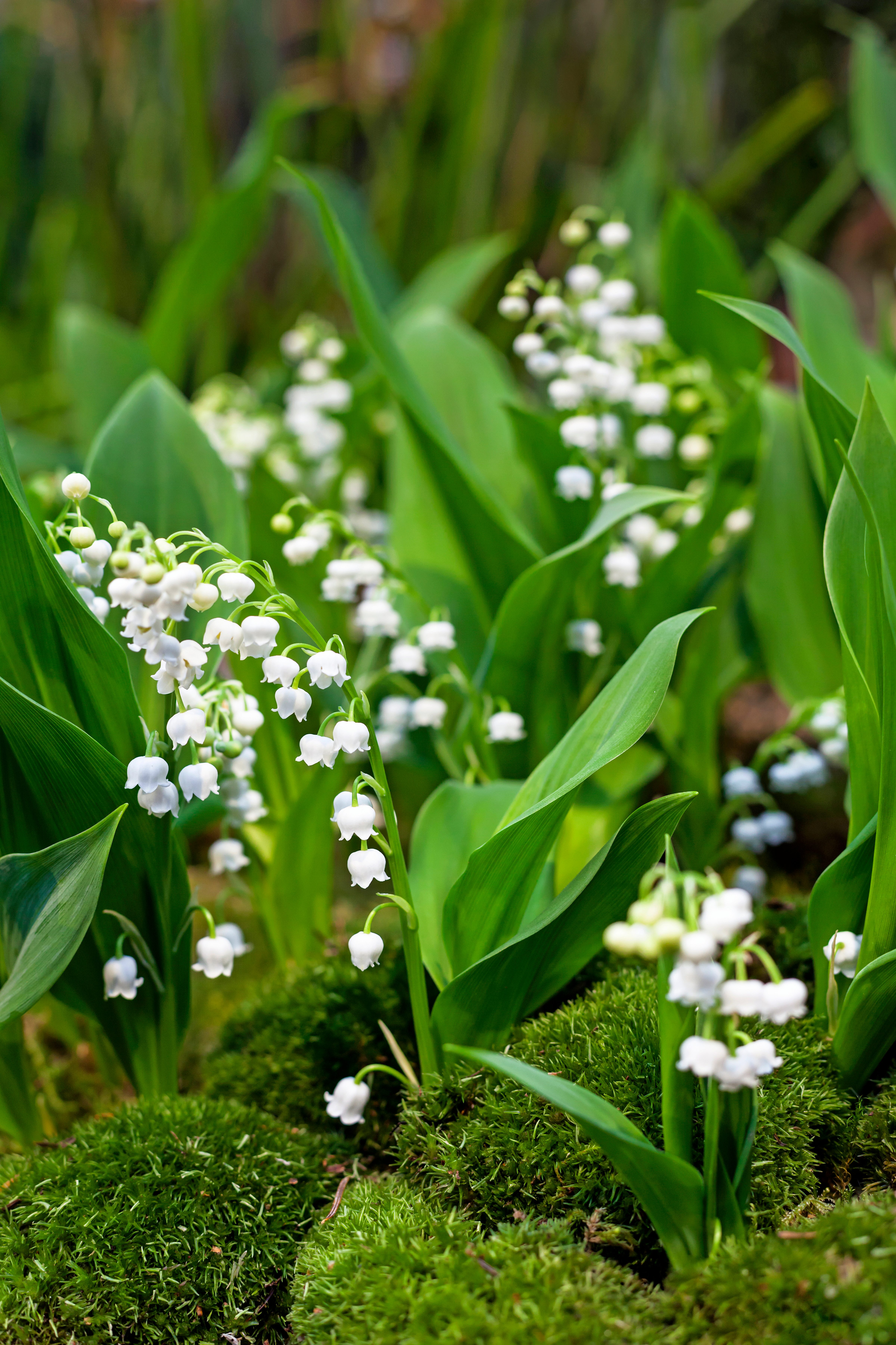 How to Get Rid of Lily of the Valley - Birds and Blooms
