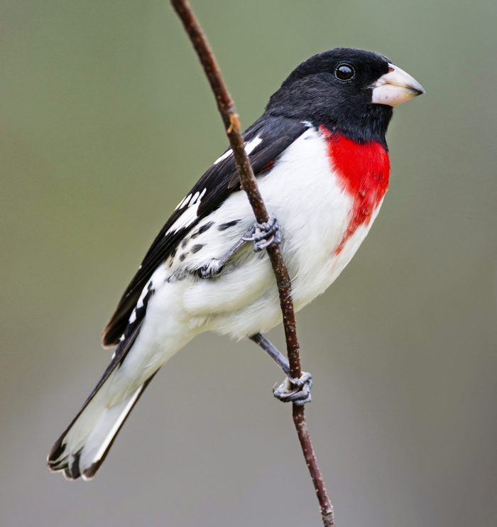 A male adult rose-breasted grosbeak sports and bright red chest and black and white body.