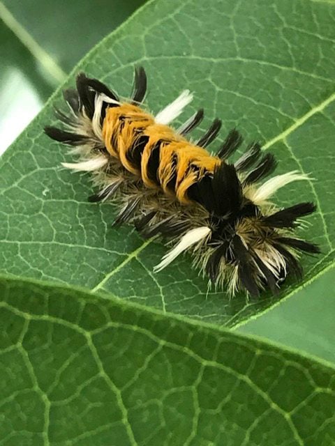 A striped milkweed tussock moth caterpillar on a leaf.