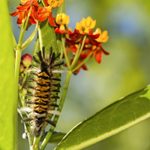 Meet the Milkweed Tussock Moth and Caterpillar