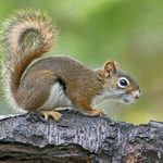 5 Types of Squirrels and How to Tell Them Apart