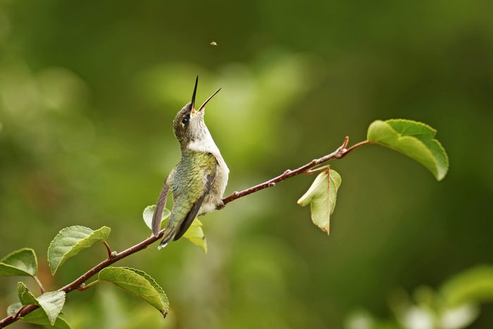 insect eating birds A ruby-throated hummingbird opens its beak to eat a small bug.