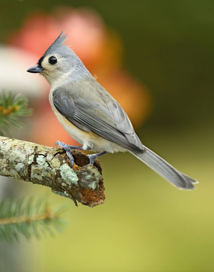 Identify tufted titmice by their tall gray crests.