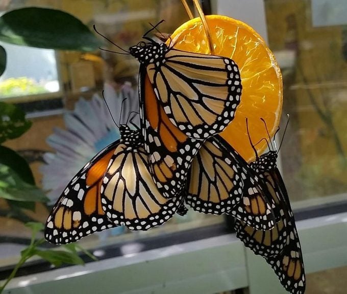 What Do Monarch Butterflies Eat? Oranges