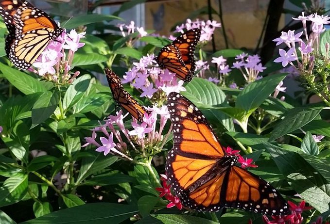 What Do Monarch Butterflies Eat? Pentas