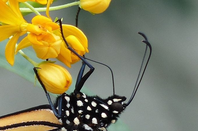 What Do Monarch Butterflies Eat? Proboscis
