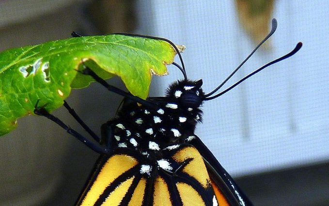 What Do Monarch Butterflies Eat? Split Proboscis