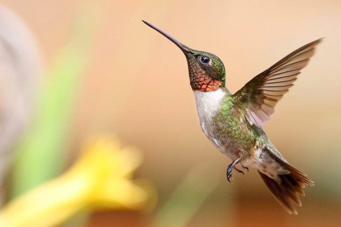 hummingbirds have disappeared