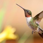 My Hummingbirds Have Disappeared: What Happened?