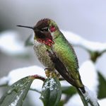 Is It Safe to Freeze Hummingbird Nectar?
