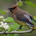 Look for Elegant Cedar Waxwing Birds in Berry Trees