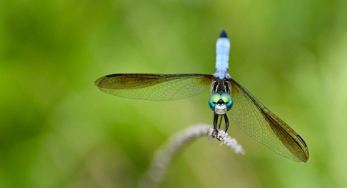 dragonfly pictures