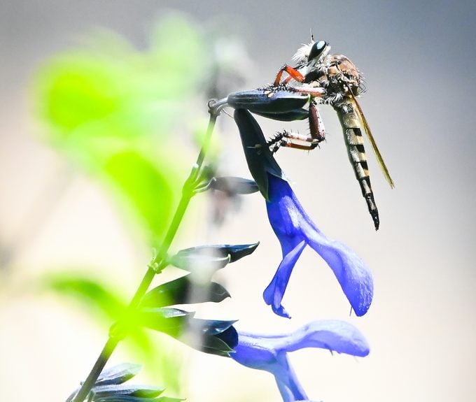 robber fly, fly that looks like a bee