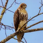 How to Identify a Red-Tailed Hawk